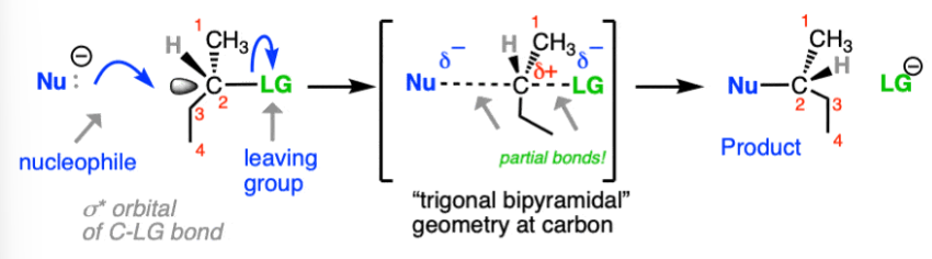 <p>- polar apriotic</p><p>- 1 step (concerted) “attack of nucleophile on backside.”</p><p>- rate = k[RX][Nuc]</p><p>-Lower degrees the better (methyl>primary > secondary > tertiary)</p><p>-Strong nucleophile (OH-) or strong nuc/weak base (I-, CH3CO2-) required for methyl, primary, and secondary</p><p>-Uses strong nucleophiles (generally negative charge)</p><p>-check for steric hindrance and inversion/retention</p><p>-Stereochemistry: Inversion only</p>