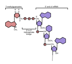 <p>How is the 5’ cap added to mRNA?</p>