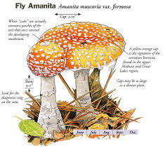 <p>Amanita Muscaria (mushroom)</p>