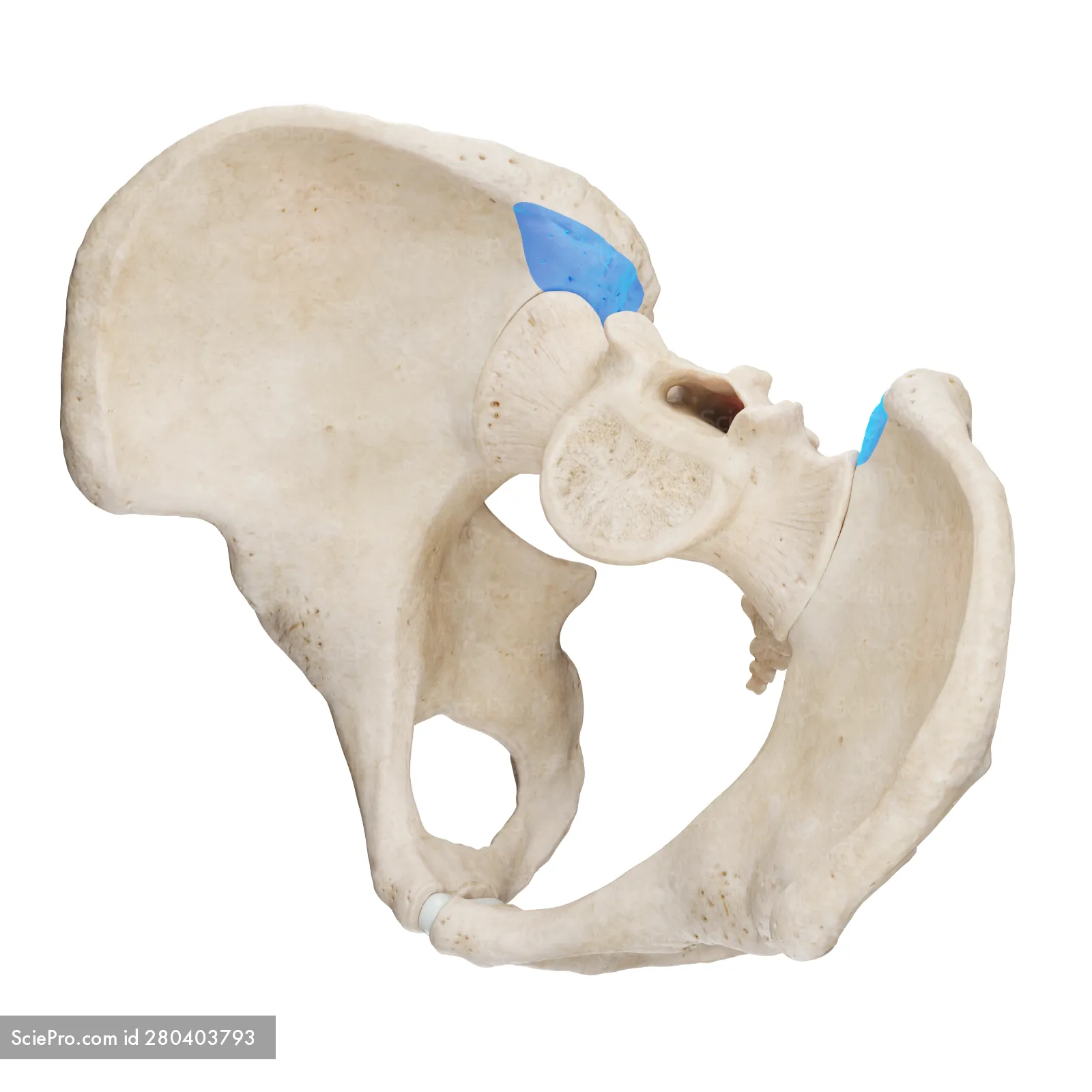 <p>Iliac tuberosity</p>