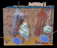 <p>deep pressure receptors</p>