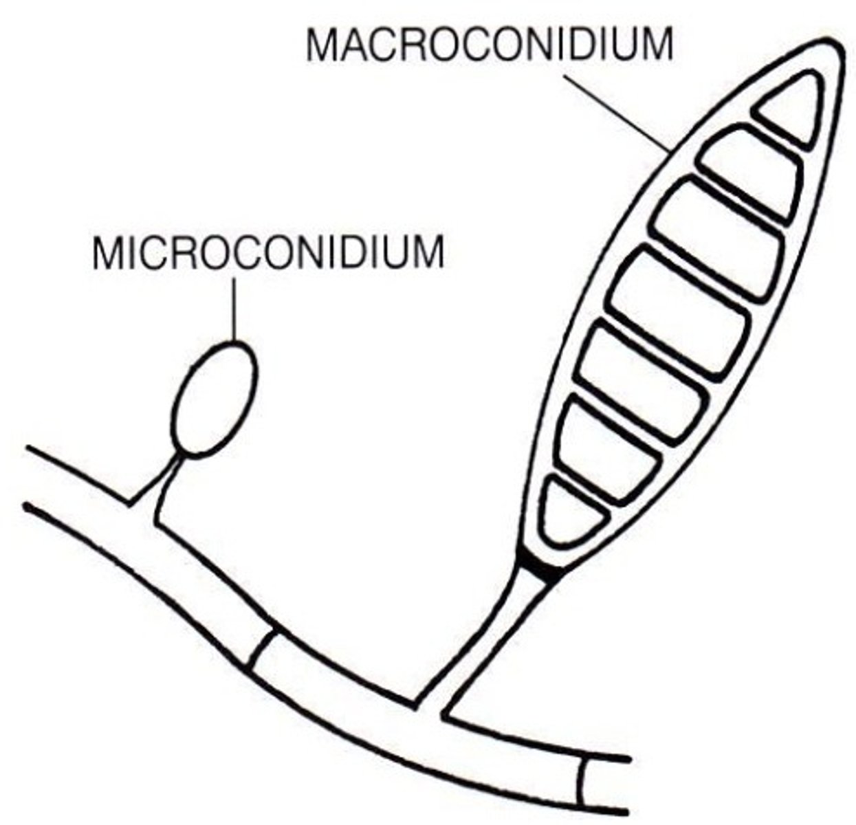 <p>One-celled</p><p>On the outside of the macroconidia, like leaves</p>