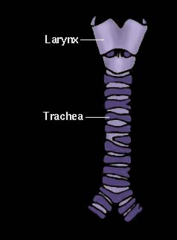 <p>trachea</p>