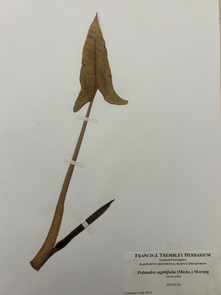 <p>Arrow-arum</p>