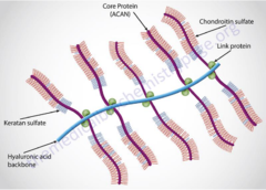 <p>composed of repeating disaccharide unites of glucosamine and/or galactosamine attached to a core protein branching off a central hyaluronic acid core</p>
