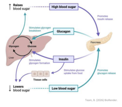 <p>- Synthesized: Pancreas</p><p>- Target: GPCRs on Hepatocytes </p><p>- Result: Raises blood [glucose]</p>