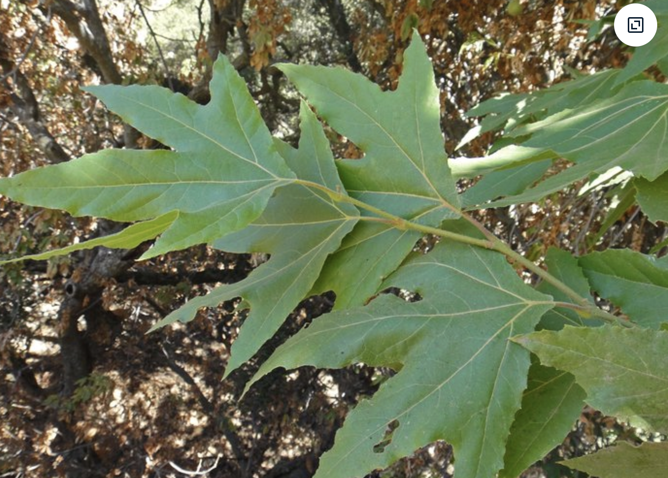 <p>Plantanus racemosa </p>