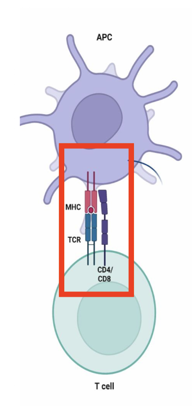 <p><u>genetic</u> control</p><p>linked to <u>MHC</u> → <u>Major Histocompatability Complex</u>/ HLA</p><ul><li><p>found on <u>all nucleated cells</u> → brings small peptide antigen to cell surface→ recognized by <u>T-cells</u></p></li></ul><p></p>