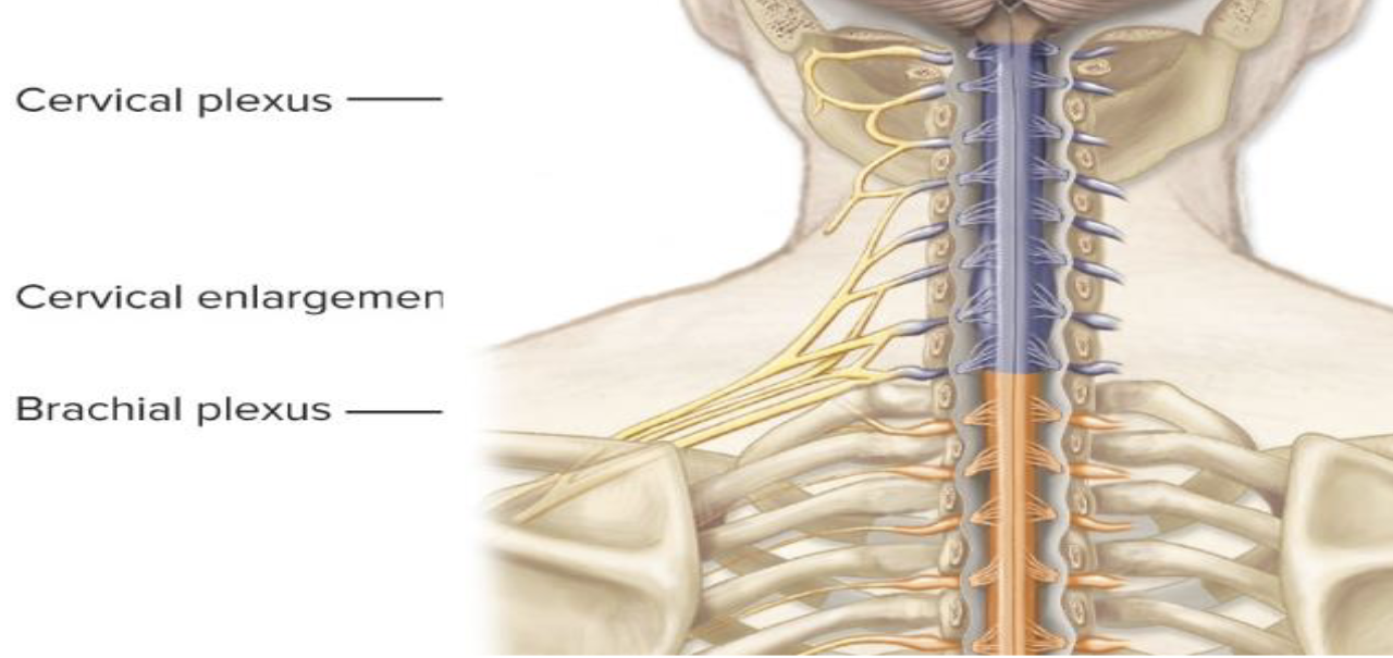 <p>Gross Anatomy</p><p>A. Cervical Part</p><ol><li><p>How many cervical nerves are there?</p></li><li><p>What is the cervical enlargement?</p></li></ol><p></p>