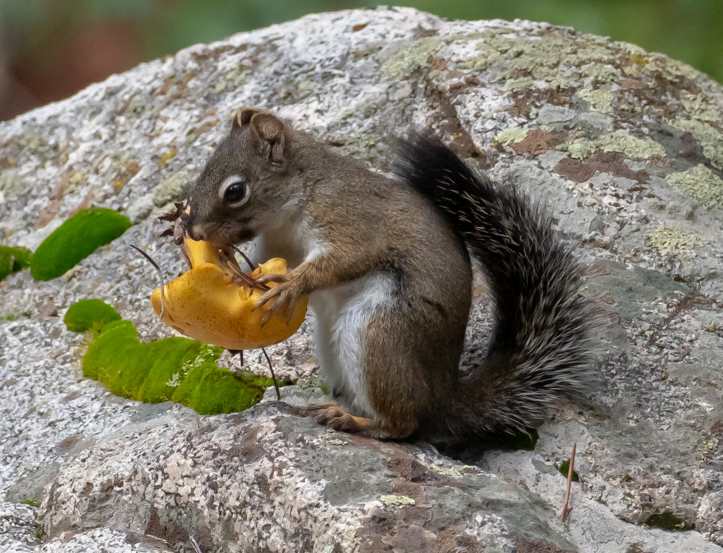 <p>Small, diurnal pine squirrel of montane conifer forests in the Southwest, especially spruce–fir and mixed conifer at higher elevations in New Mexico. Highly territorial and solitary, defending year-round food caches with vocal chattreing. Feeds mainly on conifer seeds, fungi, and buds, with strong reliance on cone crops.</p><p>Unlike larger tree squirrels, it is closely tied to cooler, high-elevation forest habitats and remains active year-round.</p><p><strong>Smaller than tree squirrels with pale, cream underside.</strong></p>