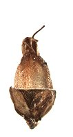 <p>Identify the seed</p>