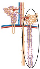 <p>-located in cortex and dig deep into medulla (long nephron loop digging deep)</p><p>Function: waste removal, control of volume and concentration of urine</p>