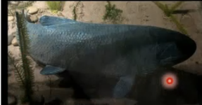 <p>In transition of Rhipidtian ancestors terrestrial</p>