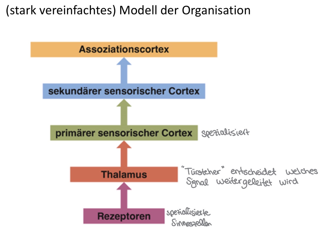 <p>Sinnessysteme</p><ul><li><p>Hören, Riechen, Schmecken, Sehen, Tast-/Berührungssinn</p></li><li><p>Thermorezeption, Nozizeption, Gleichgewichtssinn, Propriozeption (Tiefenwahrnehmung Wo sich Gliedmaße befinden), Viszeroption (Eingeweidenwahrnehmung, Hunger, Durst)</p></li></ul><p></p>