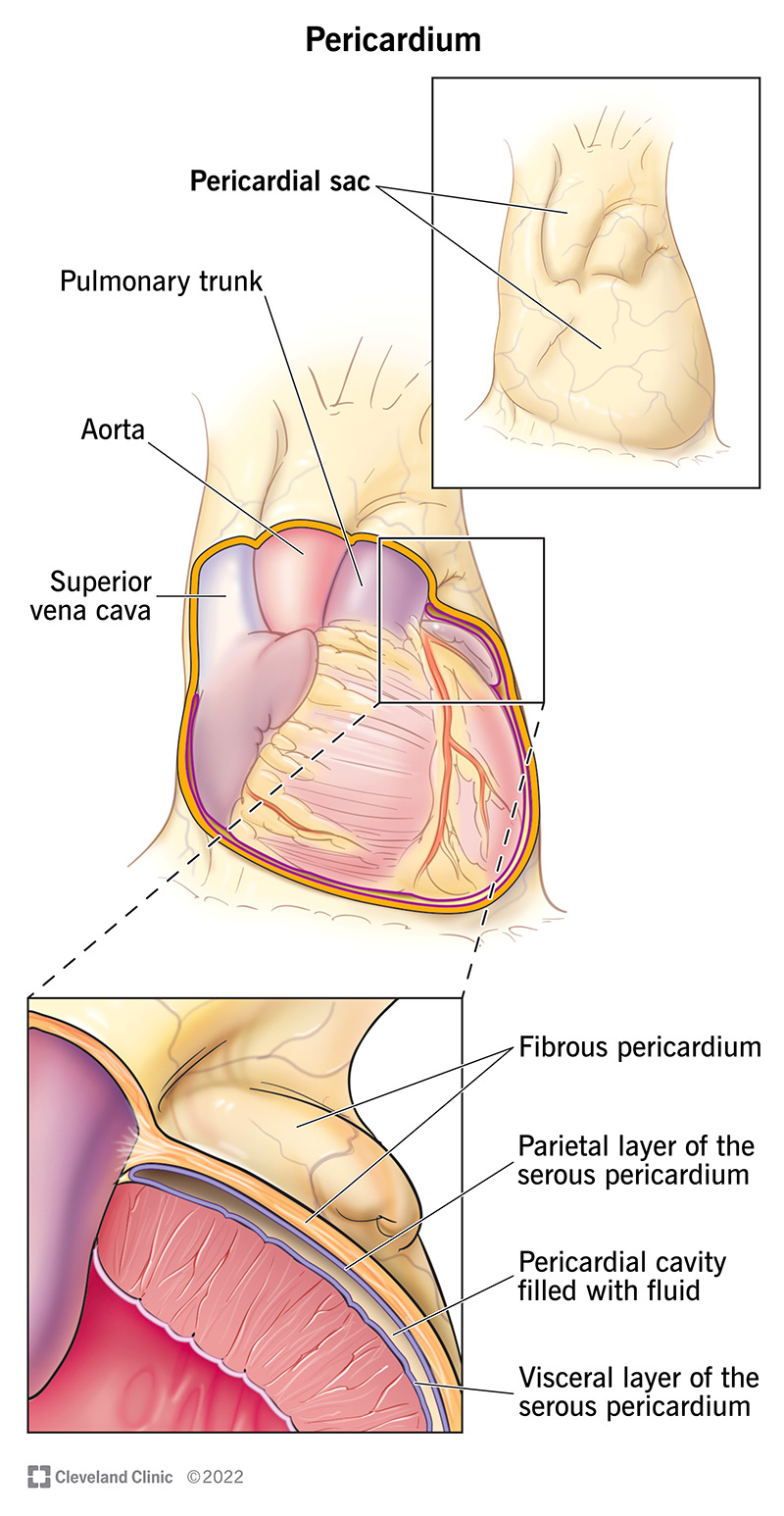 <p>Serous membrane covering the heart (visceral) and lining the heart cavity (parietal)</p>