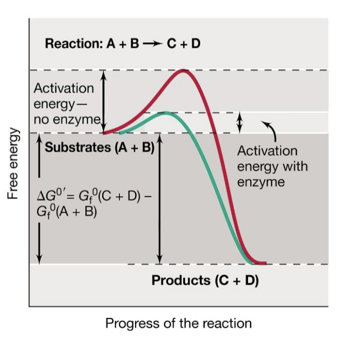 <p>exergonic reaction bc products have lower free energy than substrates.</p><p>substrates (A+B) —> Products (C+D) </p>
