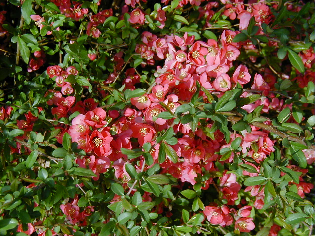 <p>scientific name</p>