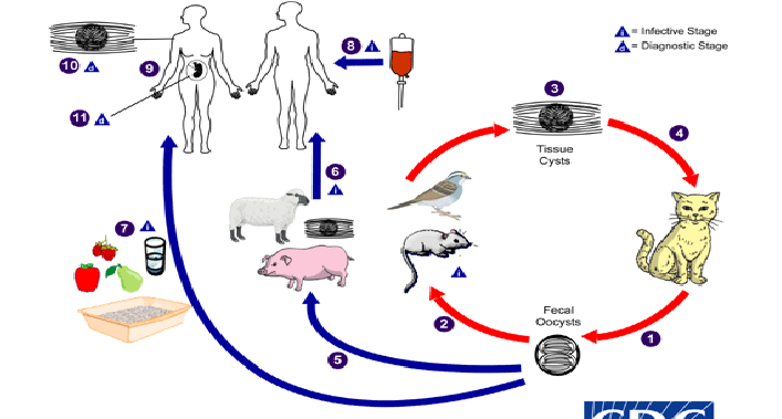 <p>DIAGRAM ON SLIDE 14</p>