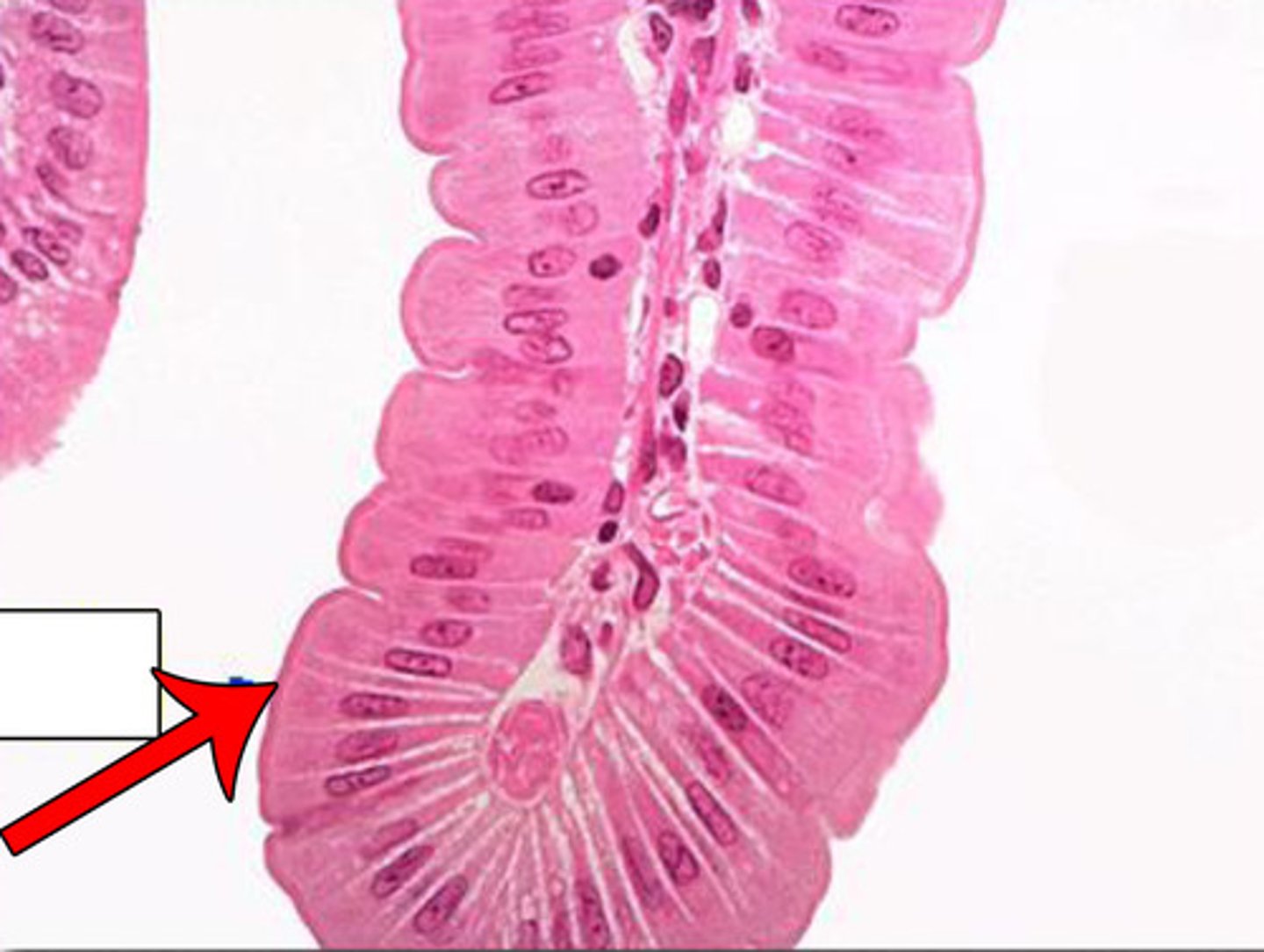 <p>location of tissue in the body?</p>