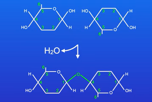 <p>Polymer of beta glucose, </p><p>When molecule of cellulose is formed, every second beta glucose molecule flips like this to form glycosdic bonds between carbons 1 and 4</p><p>Cellulose is unbranched polysaccharide, </p>