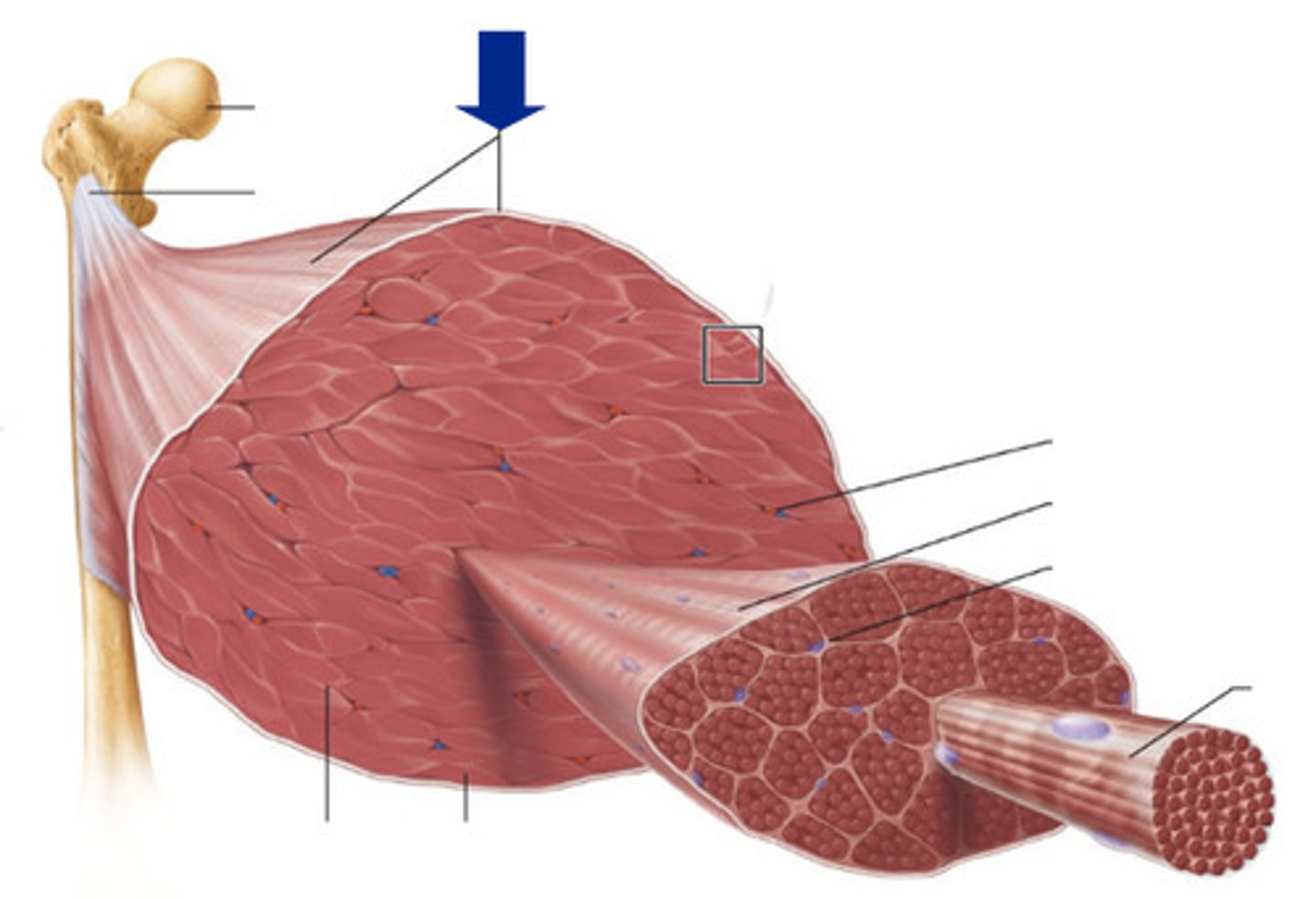 <p>Outer layer of dense, irregular connective tissue</p><p>Surrounds the whole skeletal muscle.</p><p>Sometimes the epimysium blends with the deep fascia that lies between neighboring muscles</p>