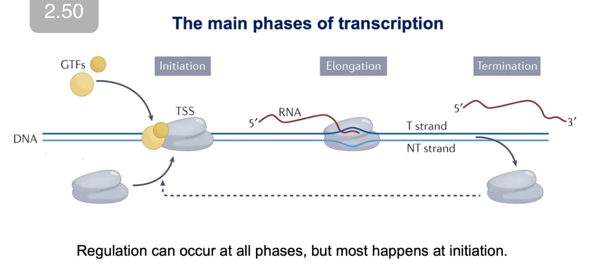 <ol><li><p>Initiation</p></li></ol><p>When RNA polymerase enzyme gets loaded onto the core promoter</p><p>→ Involves GERMINAL TRANSCRIPTION FACTORS (GTFs) </p><ol start="2"><li><p>Elongation</p></li></ol><p></p><ol start="3"><li><p>Termination</p></li></ol><p></p><p>*Regulation can happen at all phases, but mostly happens at Initiation</p><p></p>