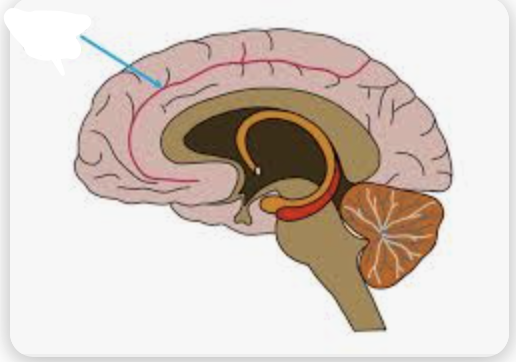 <p>Name this sulcus</p>
