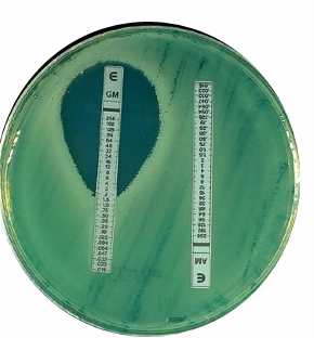 <p>for determination of MIC where no bacterial growth is observed on the plate containing the agent</p>