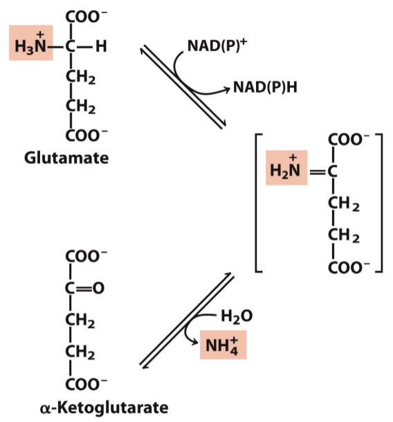 What does glutamate dehydrogenase do?