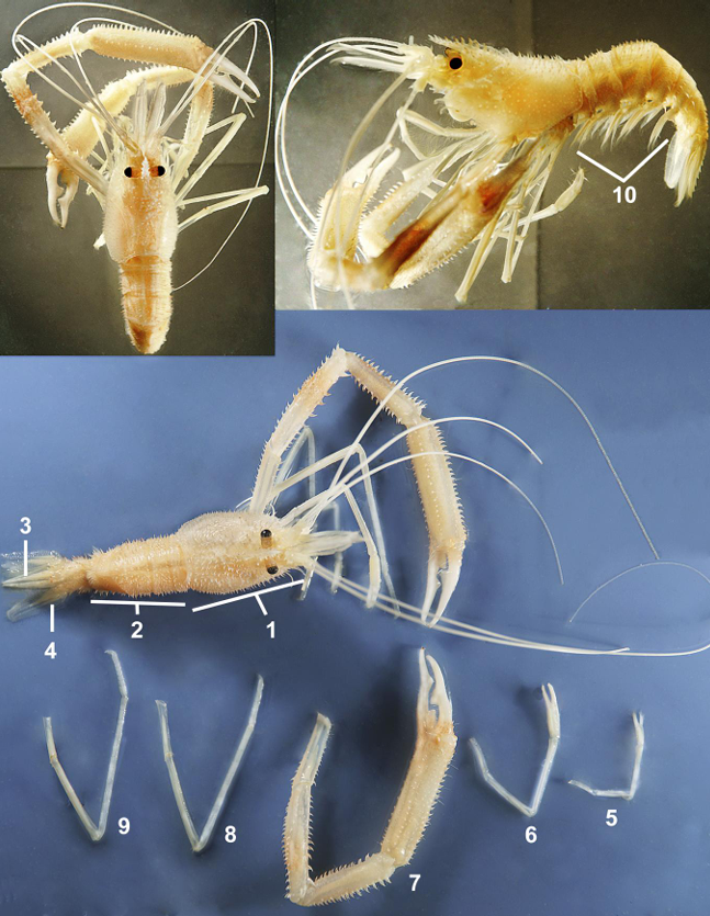 <p>taxa</p><p>label</p>