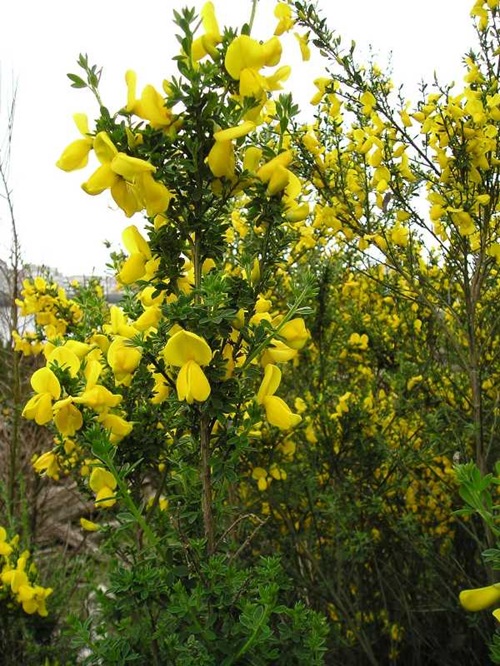 <p><em>Cytisus scoparius</em></p>
