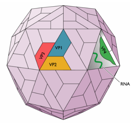 <p>60 copies of 4 proteins (VP 1,2,3+4)</p><ul><li><p>3 on outside</p></li><li><p>1 on inside</p></li></ul><p></p>