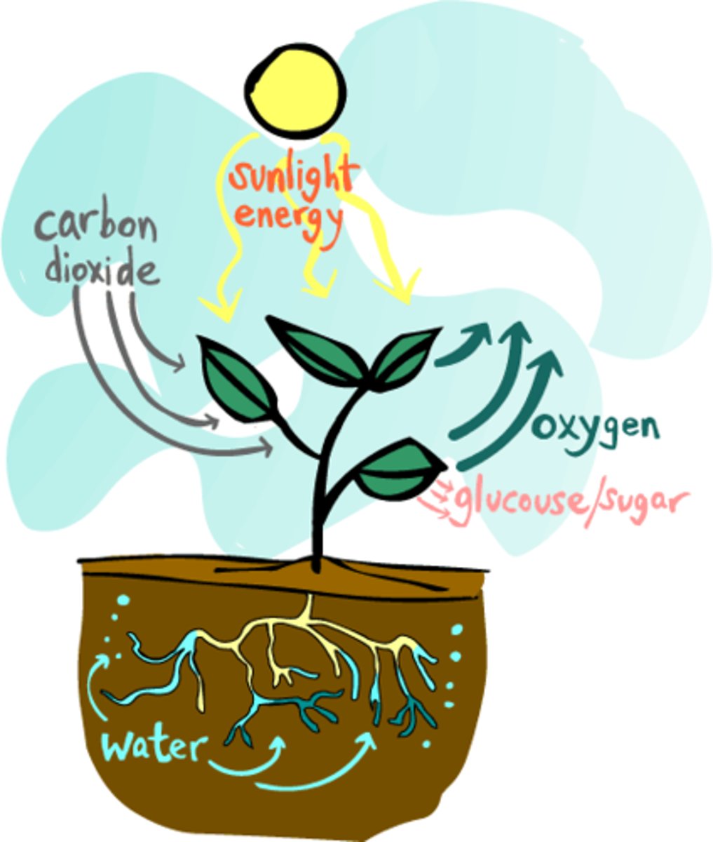 <p>the process by which plants use sunlight, water, and carbon dioxide to make food (glucose) and release oxygen.</p><p>carbon dioxide+water+sunlight --glucose+oxygen</p>