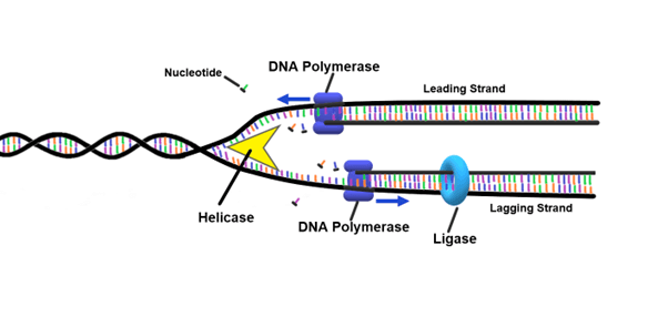 <p>- Enzyme that <span>catalyze the </span>synthesis of new DNA strands<span> by adding complementary deoxyribonucleotides to a pre-existing DNA template during DNA replication and repair</span> (where the nucleotides are supplied by primers produced through primase), also producing leading & lagging DNA strands</p><p>- Also proofreads/repairs DNA by overseeing newly made DNA and replacing incorrect nucleotides</p>