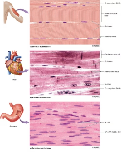 <p>Three types of muscle tissue?</p>