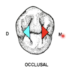 <p>- general depression of the occlusal surface</p><p>- funnel shaped (pit at the deepest point)</p><p>- mesial (triangular) fossa</p><p>- distal (triangular) fossa</p><p>- secondary grooves border these fossas</p>