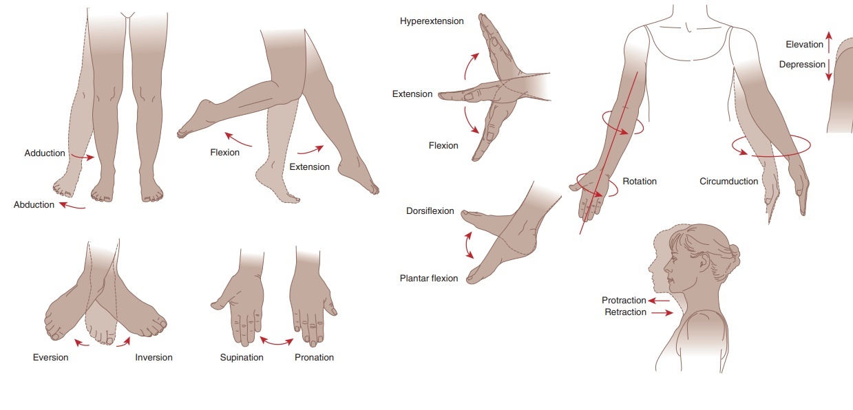 <p>Types of Joint Movements</p>