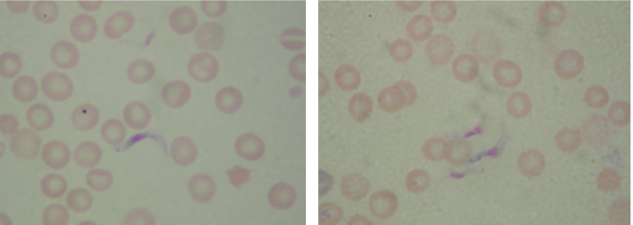 <p>what organism is this?</p>