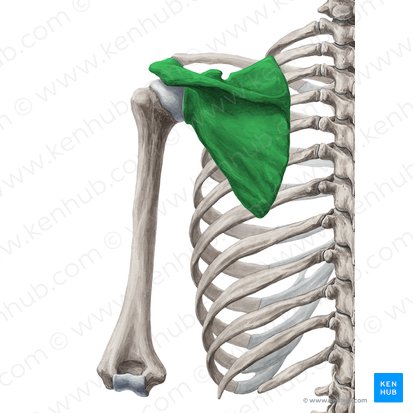 <p>scapula, located in the upper part of the thorax over the second to seventh ribs</p>