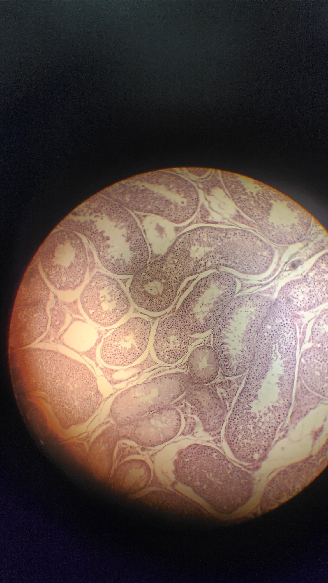 <p>What are these structures?</p>