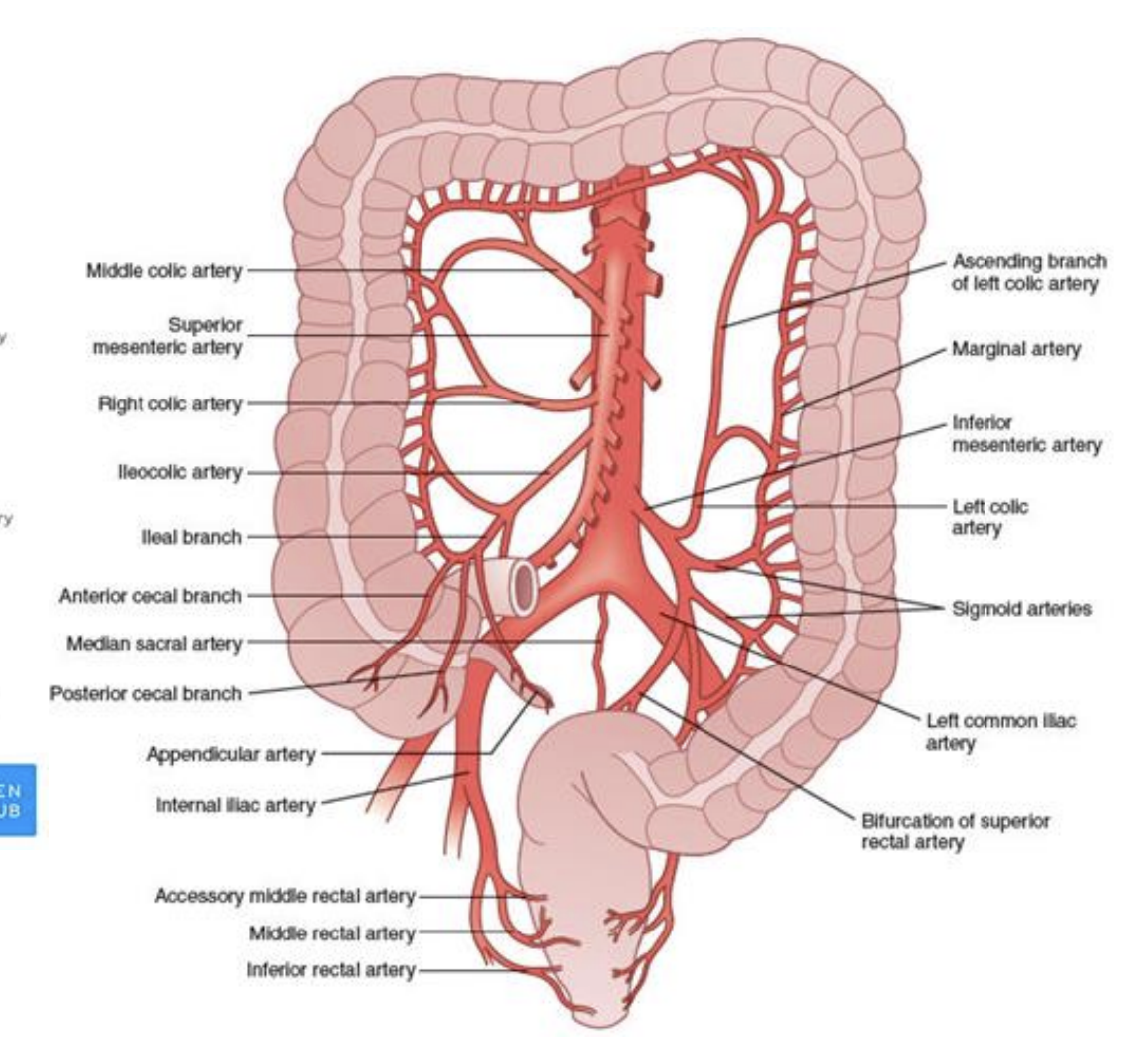 <p><strong>Descending (Abdominal) Aorta</strong></p><p>Arises from: descending thoracic aorta </p><p></p><p><strong>Inferior Mesenteric Artery (IMA)</strong></p><p>Arises from: Descending (Abdominal) Aorta</p>