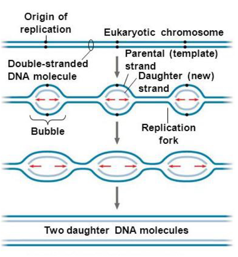 <ol><li><p>Replication begins at <strong>multiple origins of replication</strong>, where the two parental strands separate to form <strong>replication bubbles </strong></p></li><li><p>the <strong>bubbles expand laterally </strong>as DNA replication proceeds <strong>bidirectionally</strong> </p></li><li><p>eventually, the replication bubbles <strong>fuse</strong> and synthesis of the daughter strands is complete </p></li></ol><p></p>