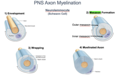 <p>1. Schwann cell becomes aligned along a portion of the axon and extends a wide cytoplasmic process to encircle it</p><p>2. The growing process completely encloses the axonal portion, continuing to extend spirally around it</p><p>3. Continues to spiral and become compacted layers of cell membrane, cytoplasm leaves the growing process</p><p>4. Mature Schwann cell myelin sheath has up to 100 lamellae, with most cytoplasm in the outermost layer with the cell body</p>