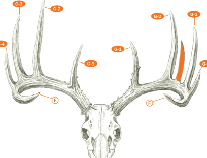 <p>Branched: know/label 5 parts</p>