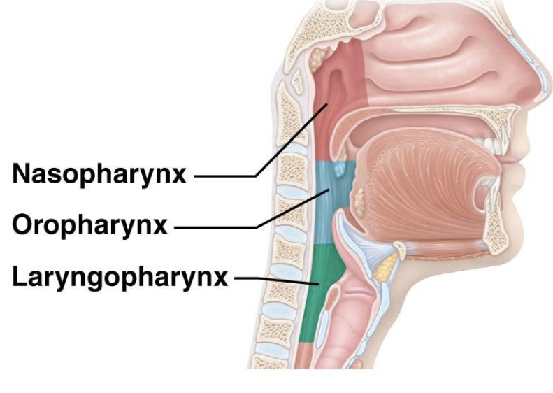 <p>A muscular tube behind the nasal and oral cavities divided into:</p><ul><li><p>Nasopharynx (Pseudostratified ciliated columnar - Filters, warms, and humidifies air)</p></li><li><p>Oropharynx (Nonkeratinized stratified squamous - Protects against abrasion from food)</p></li></ul><ul><li><p>Laryngopharynx (Nonkeratinized stratified squamous - Protects against abrasion from food)</p></li></ul><p><br>Function </p><ul><li><p>Passageway for air</p></li><li><p>Assists swallowing</p></li><li><p>Protects respiratory tract</p></li></ul><p></p><p><span>Walls lined with mucosa</span></p><p></p>
