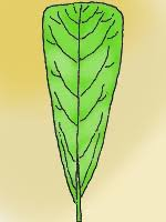 <ul><li><p>narrow, wedge shaped bottom section of a leaf  blade that tapers evenly toward the point of attachment </p></li></ul><p></p>