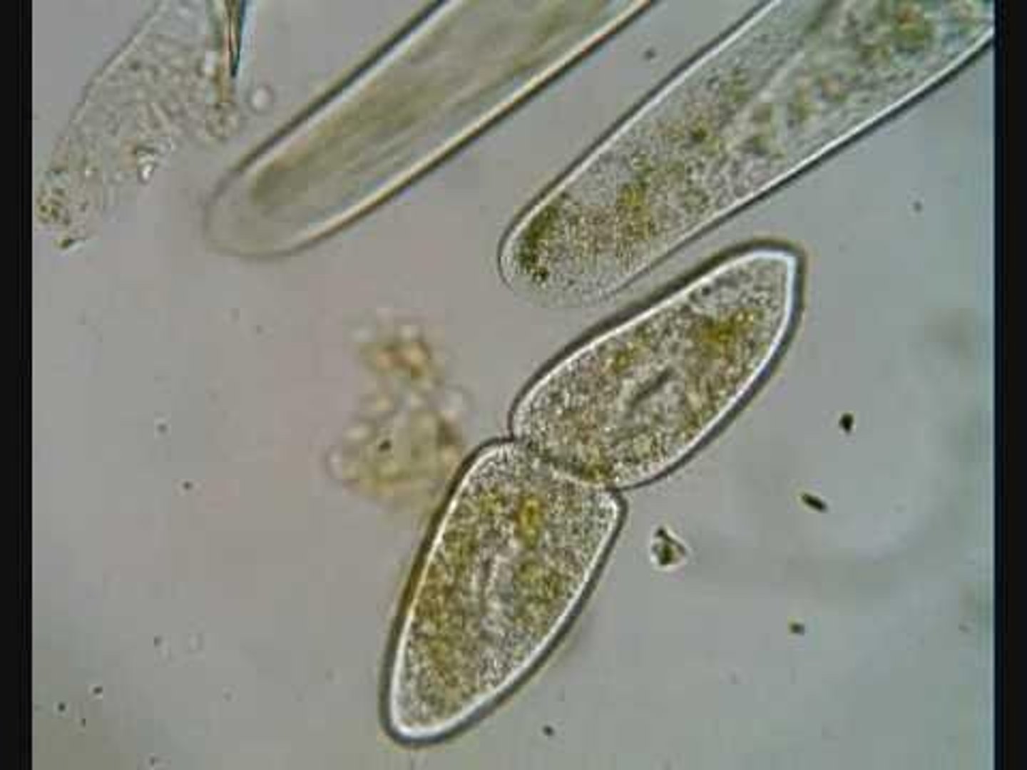 <p>Binary fission and mitosis</p>