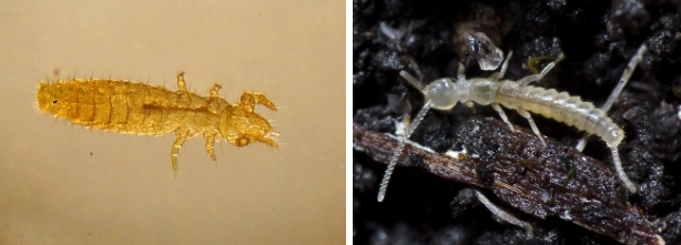 <p>What class are these bugs found in </p>