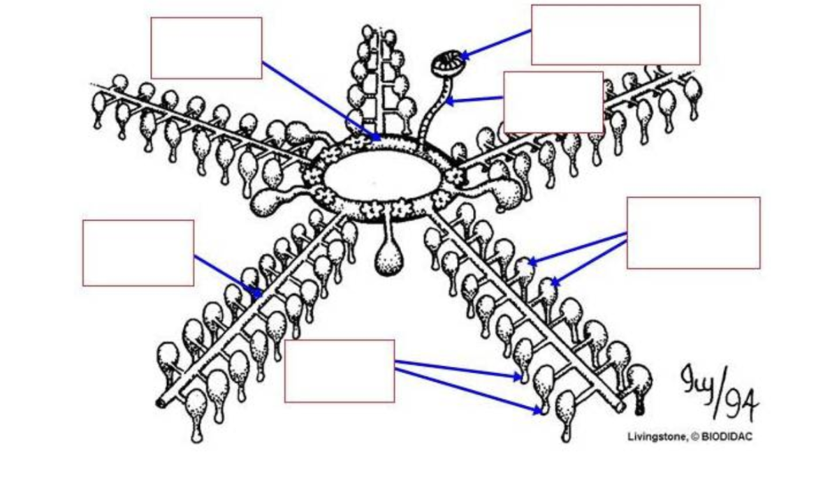<p>What is the water-vascular system of echinoderms, and what is the sequence of the structures?</p>