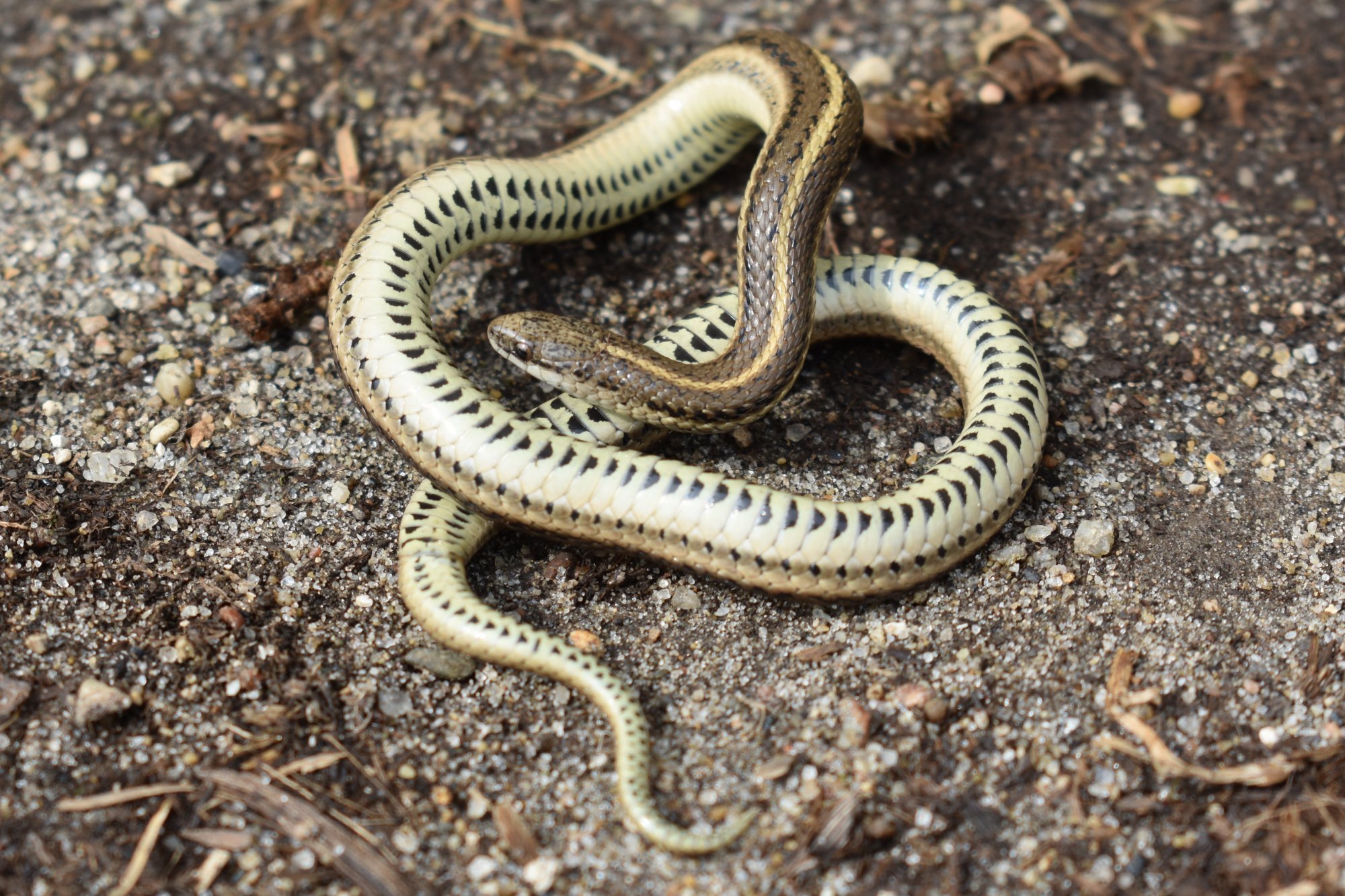 <p>Colubridae. Found in St. Louis area and western border of state</p>